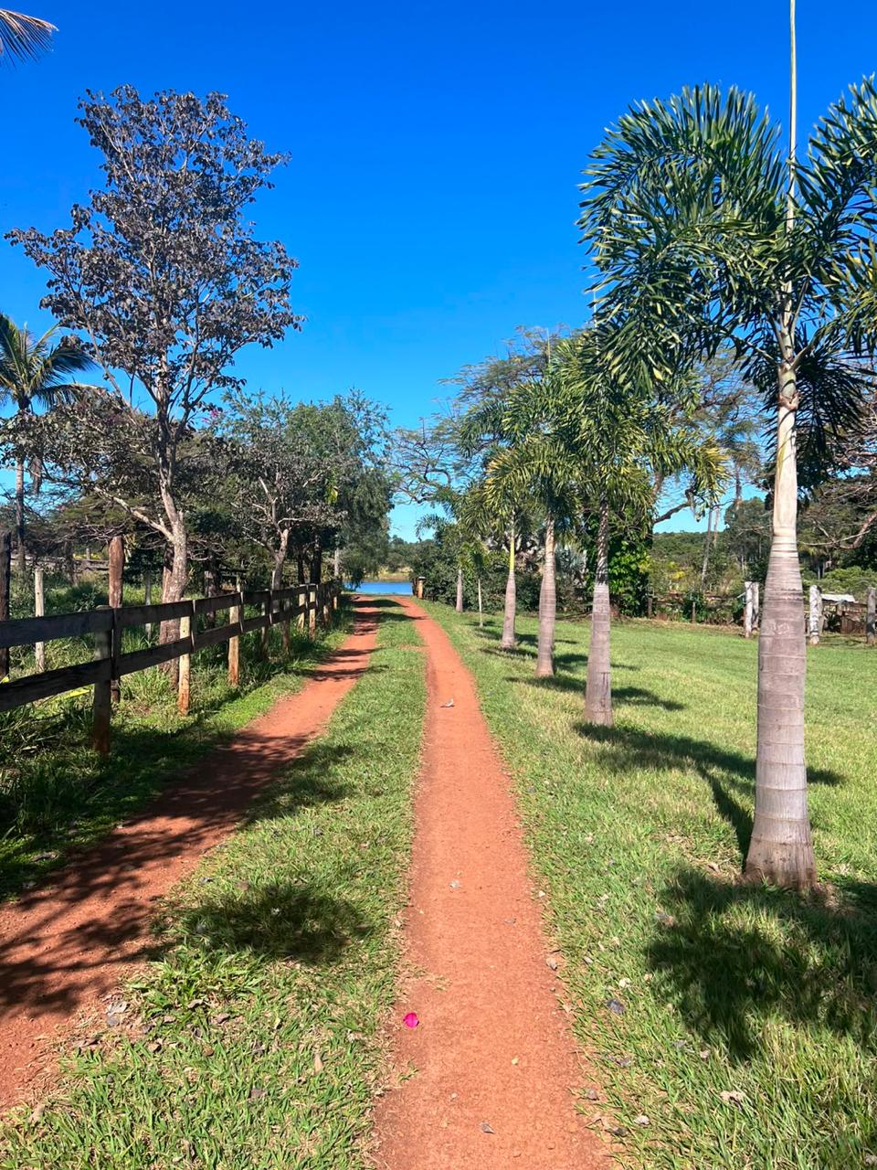 Caminho de entrada da Fazenda Aroeira, ladeado por palmeiras